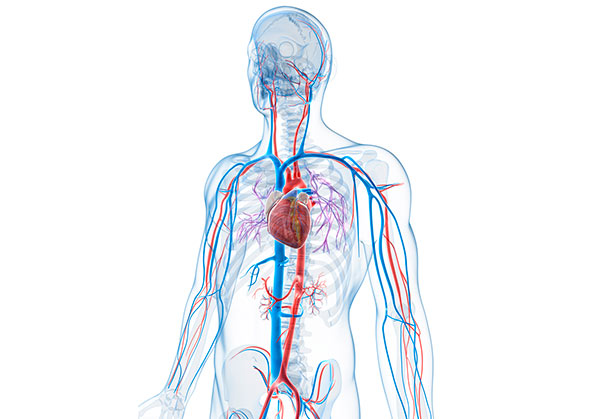 Cirugía vascular y angiología