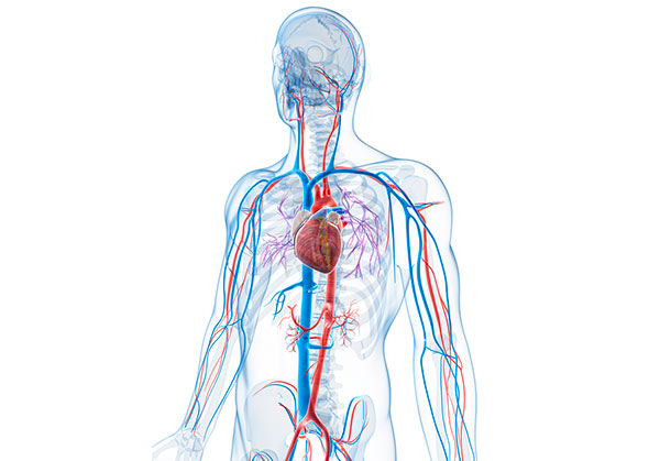 Cirugia Vascular